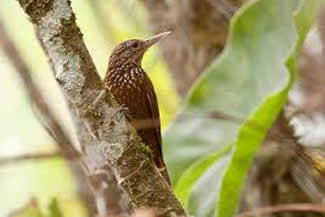 Priemsnavelmuisspecht - Xiphorhynchus picus Priemsnavelmuisspecht - Xiphorhynchus picus